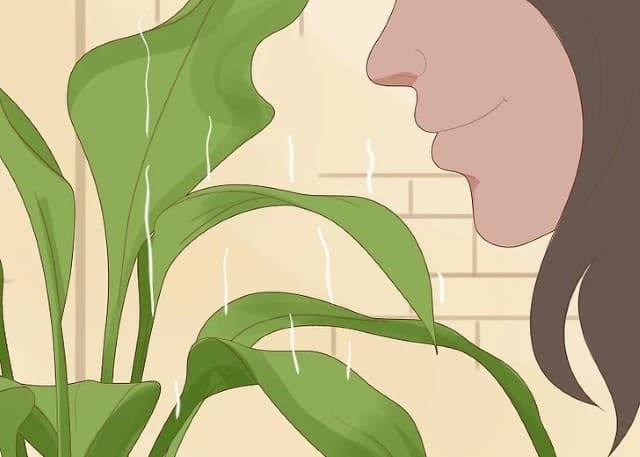 Cây úng nước cũng phát ra mùi khó chịu vì rễ thối.