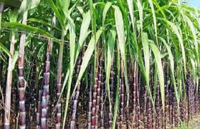 Cây mía là loại cây trồng tiết kiệm chi phí người nông dân( Nguồn Internet)