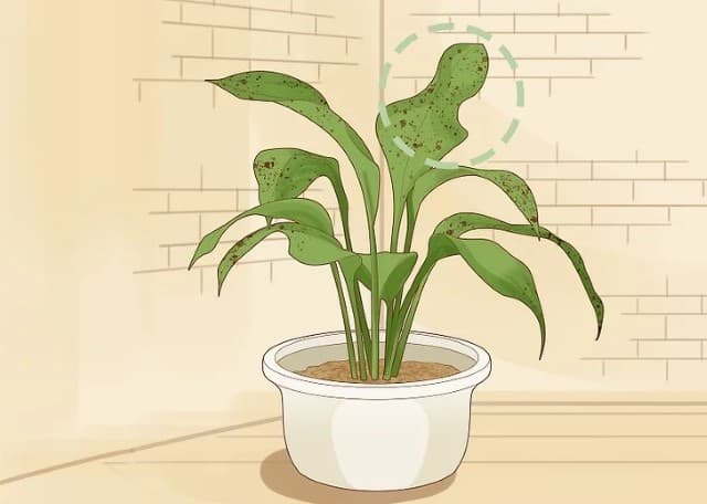 Cây úng rễ sẽ có các đốm nâu.