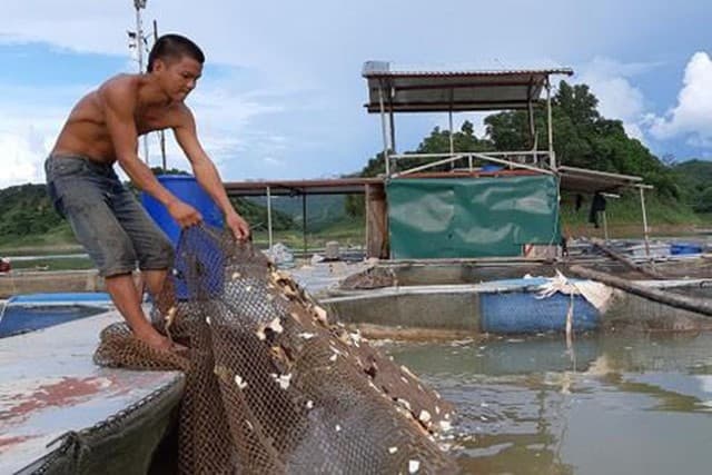 Có thể dùng tỏi băm để trộn cho tôm ăn.