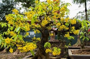 Cách chăm sóc mai vàng chuẩn kỹ thuật chi tiết nhất