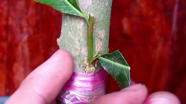 Ghép giữa cây có độ tuổi tương đồng để tăng tỷ lệ thành công.