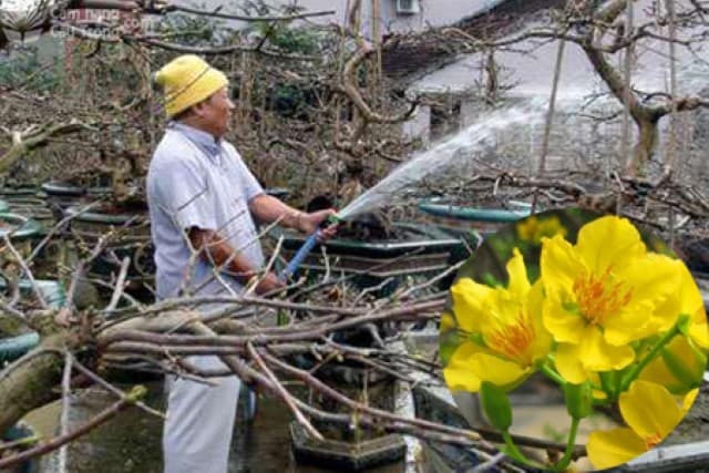 Hãy tưới nước để đảm bảo độ ẩm của đất.