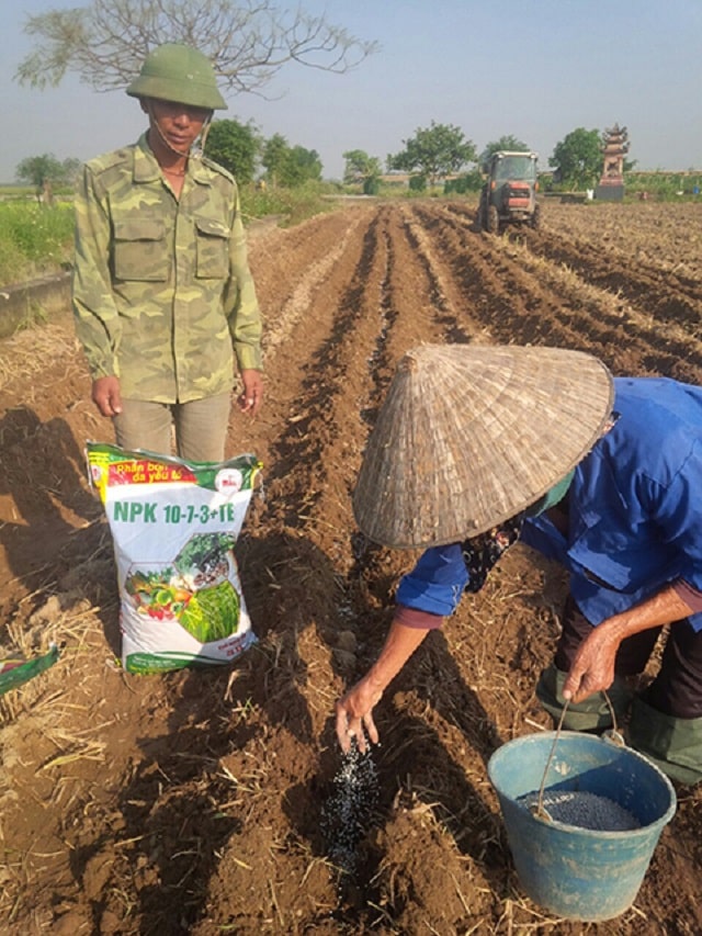 Cách bón phân npk cho cây trồng hiệu quả năng suất cao