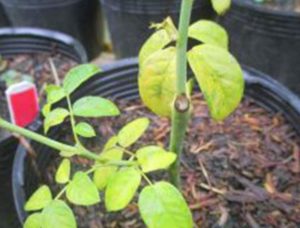 Nguyên nhân ngộ độc phân bón