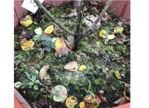 Nguyên nhân thiếu chất dinh dưỡng