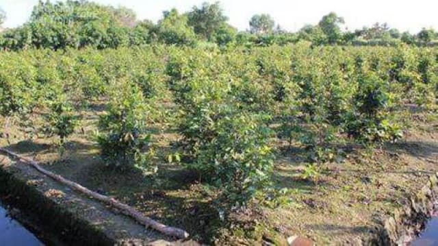 Nhân giống hữu tính sẽ tốn ít thời gian và công sức hơn.