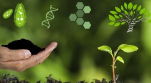 Phân vi sinh cố định đạm có tác dụng cố định Nitơ