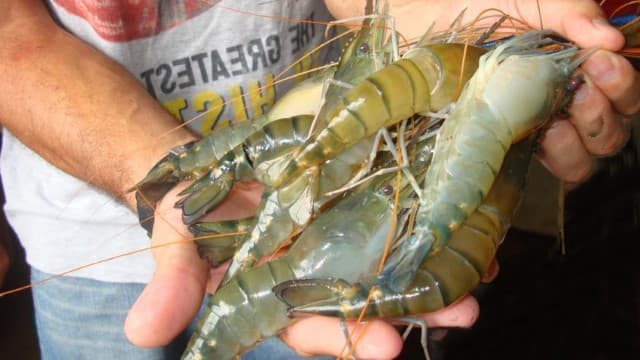 Tỏi có thể tăng đề kháng cho tôm.