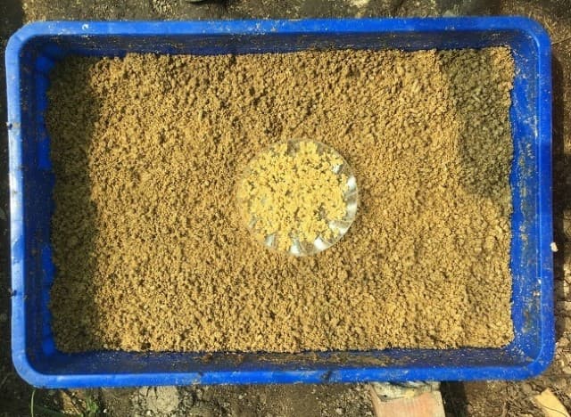 Trứng ruồi lính đen.