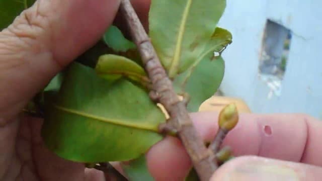 Tuốt lá để giúp cây ra hoa đúng thời điểm.