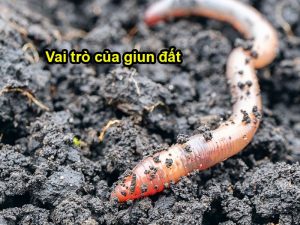 Vai trò của giun đất đối với cây trồng