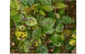 Vàng lá do nấm bệnh