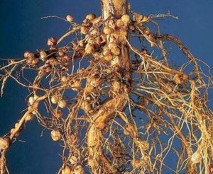 Vi khuẩn nốt sần