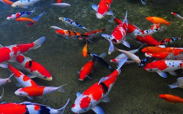 Cá koi là cá gì?