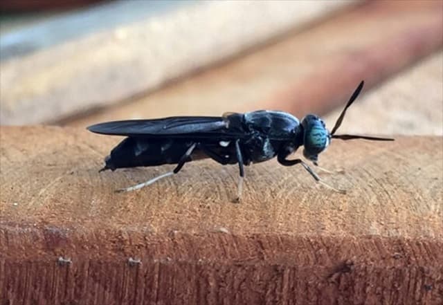 Cách chế biến và sử dụng thức ăn cho ruồi lính đen là như thế nào?