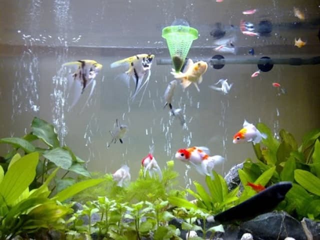 Những điều cần chú ý khi nuôi cá koi trong hồ kiếng