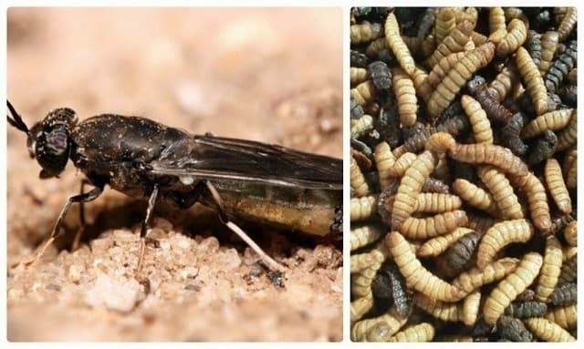 Nguồn thức ăn cho loài ruồi lính đen khá rẻ và dễ kiếm.