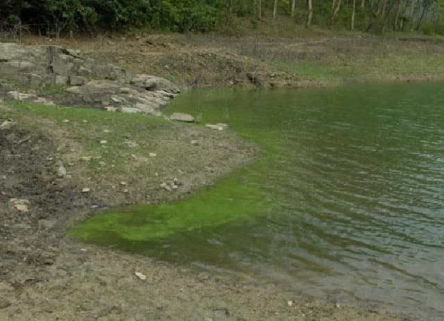 Hiện tượng phú dưỡng là gì?