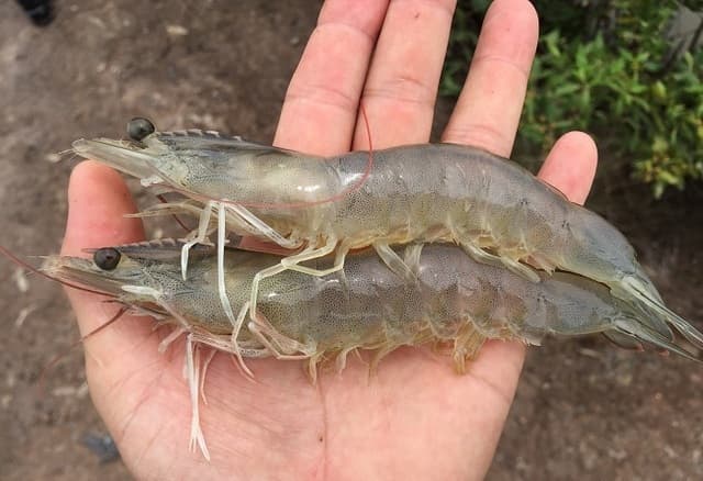 Hình ảnh tôm thẻ chân trắng