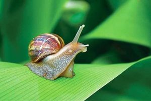 Ốc sên là động vật thân mềm thích ăn lá non gây hại cho mùa màng