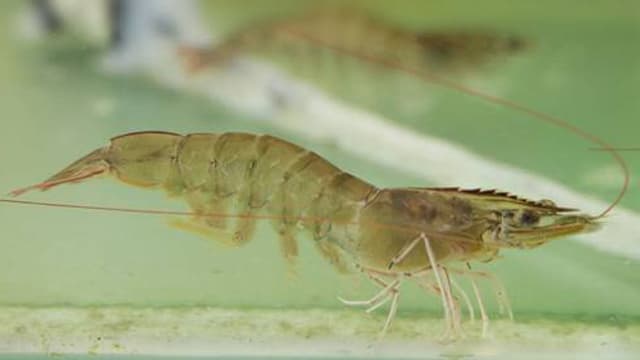 Tôm thẻ chân trắng có khả năng thích nghi môi trường sống rất tốt