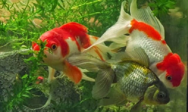 Các cách phòng trị hiệu quả