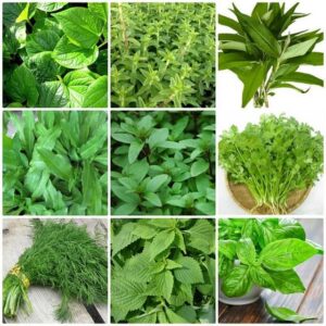 Các loại rau thơm dễ trồng