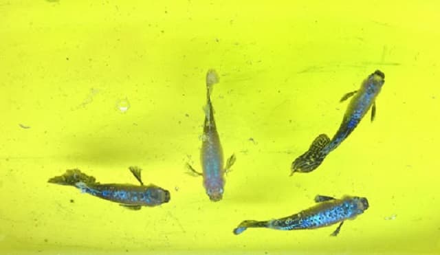 Cách chữa bệnh nấm ở cá