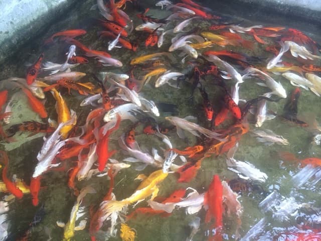 Cách ly cá mới mua về ít nhất 6 tuần