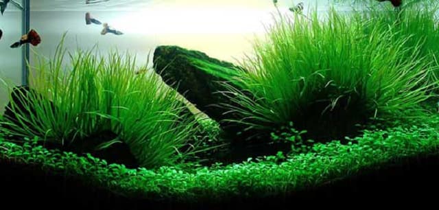 Top sản phẩm vi sinh cho hồ cá không được bỏ qua!