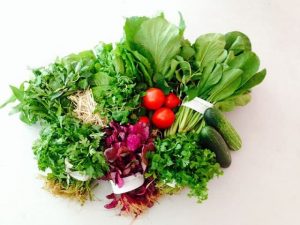 Chọn giống rau hữu cơ phù hợp với điều kiện khí hậu địa phương