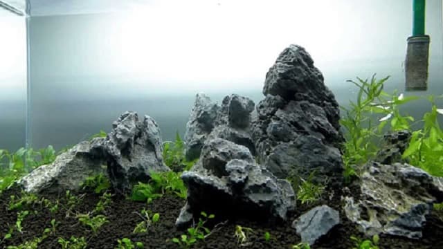 Công dụng của vi sinh vật trong môi trường nước là gì?