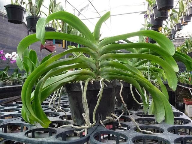 Đặt cây lan vào vị trí thông thoáng