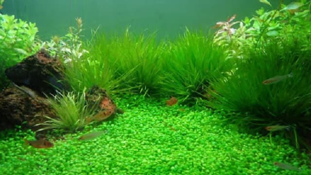 Hướng dẫn chuẩn bị tạo vi sinh cho hồ cá