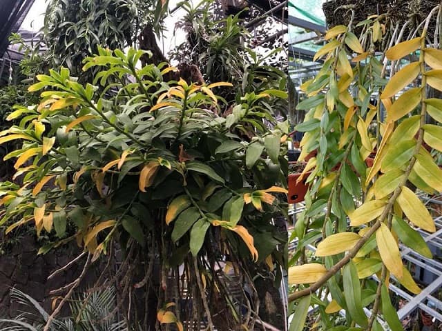 Lan bị vàng lá có thể gây chết cây