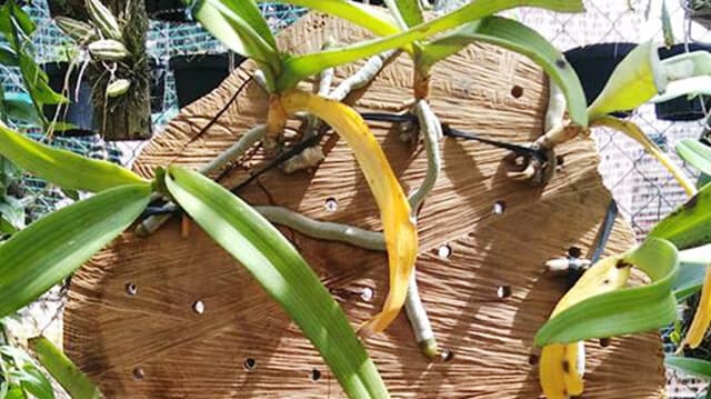 Lan bị vàng lá do ánh nắng mặt trời