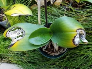 Lan bị vàng do vi khuẩn, nấm gây nên