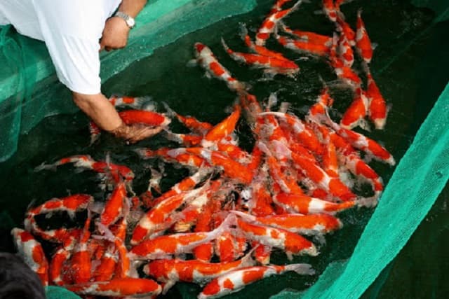 Lựa chọn các bố mẹ đẻ trứng