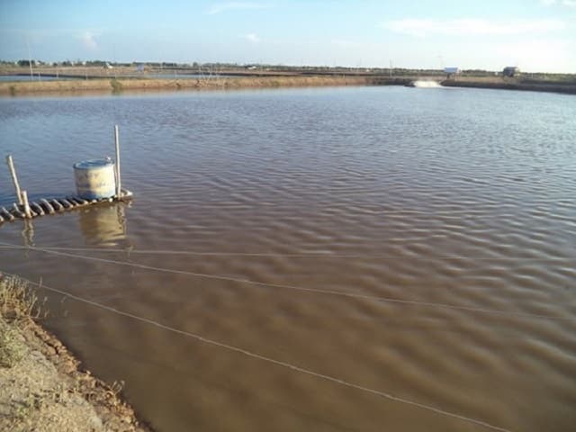 Nguyên nhân gây đục nước ao tôm