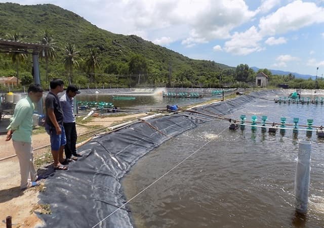 Nước ao nuôi tôm bị đục và cách xử lý