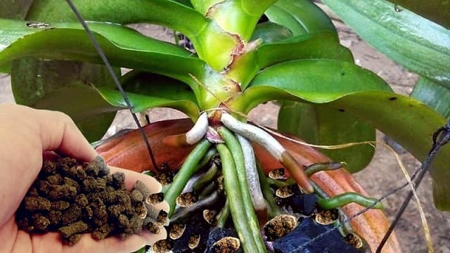 Sử dụng chế phẩm vi sinh trong chăm sóc lan