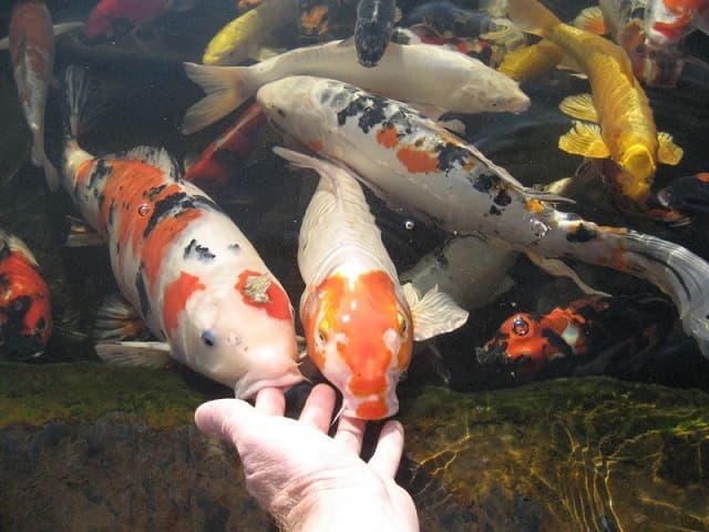 Thường xuyên theo dõi sự phát triển của cá