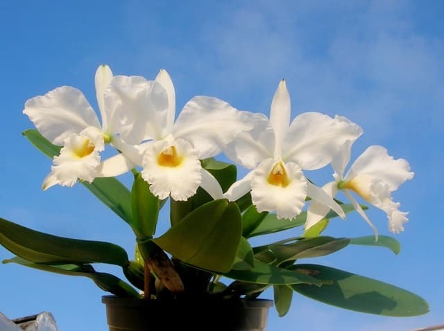 Ánh sáng cũng là yếu tố quyết định giúp hoa mọc nhanh