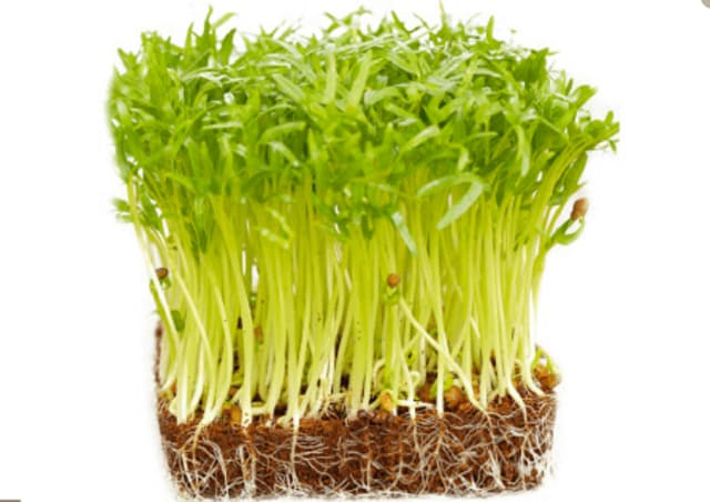 Cách trồng rau mầm hiệu quả tại nhà như thế nào?