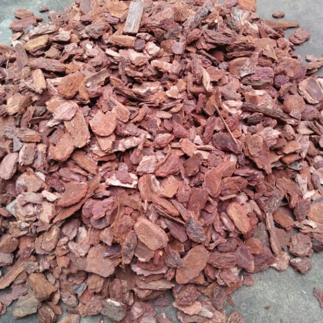 Cách xử lý vỏ thông như thế nào cho đúng cách mà vẫn đem lại sự sinh trưởng, phát triển của cây trồng