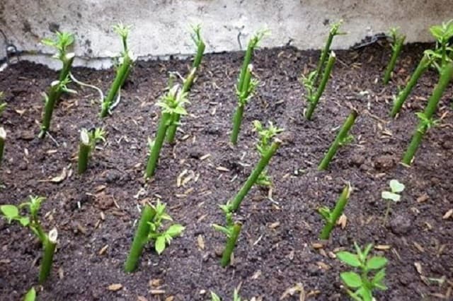 Cách giâm cành hoa hồng đơn giản ai cũng có thể làm