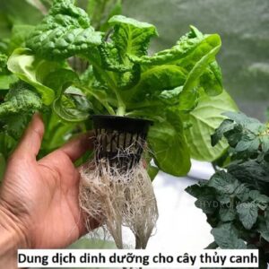 Dung dịch thủy canh được hiểu như nào?