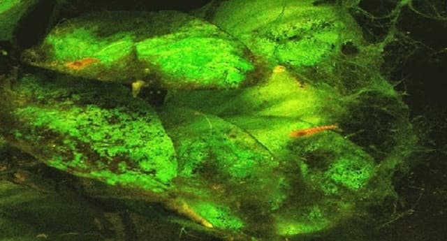 Nguyên nhân cho bể cá bị mọc rêu xanh ảnh hưởng đến môi trường sống của cá