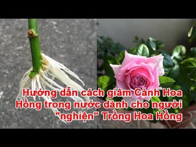 Cách giâm cành hoa hồng đơn giản ai cũng có thể làm